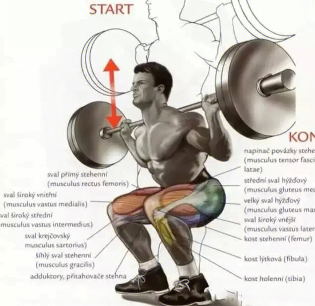 锻炼大腿肌肉动作图解图片