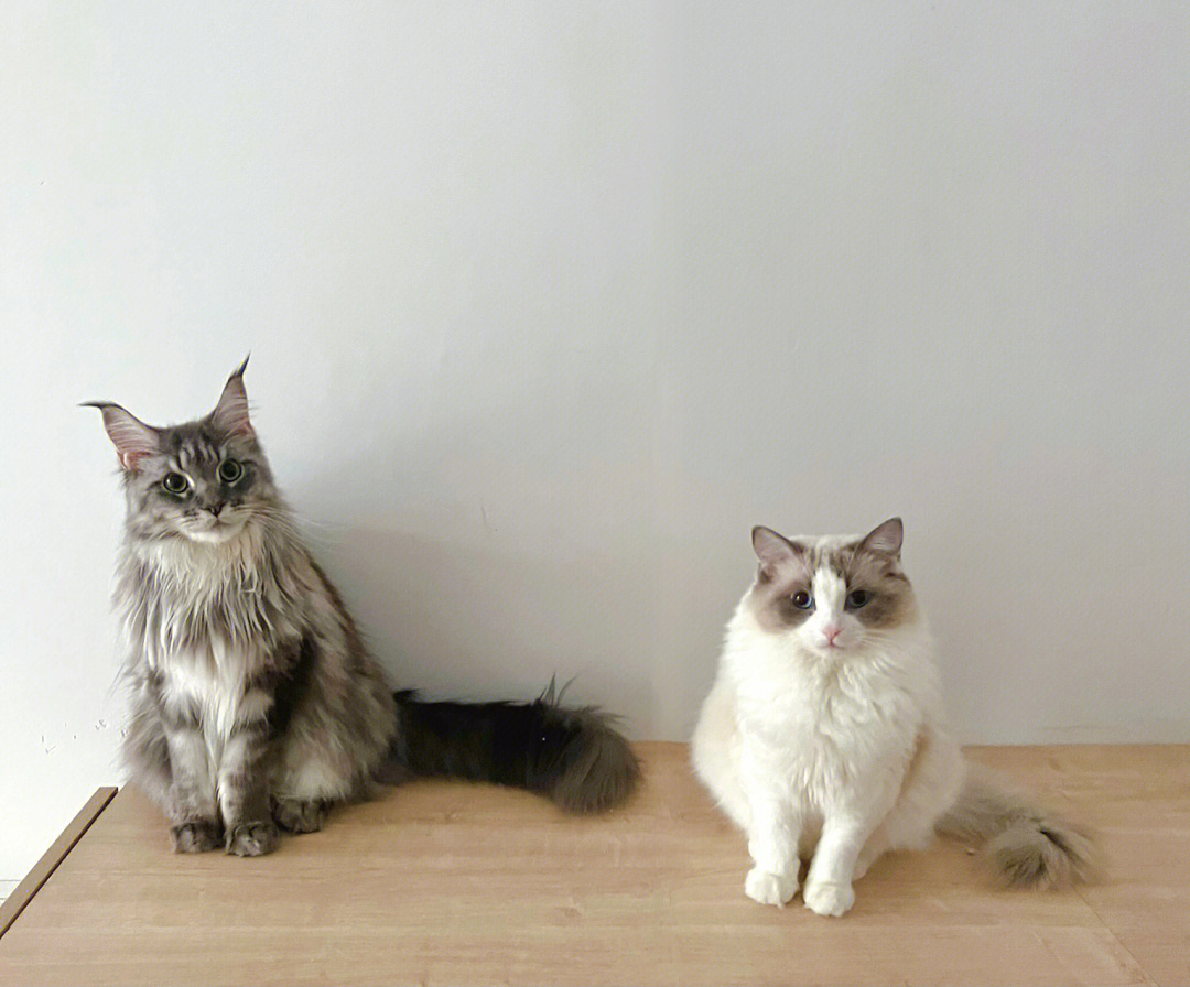 缅因猫和布偶猫的串串图片