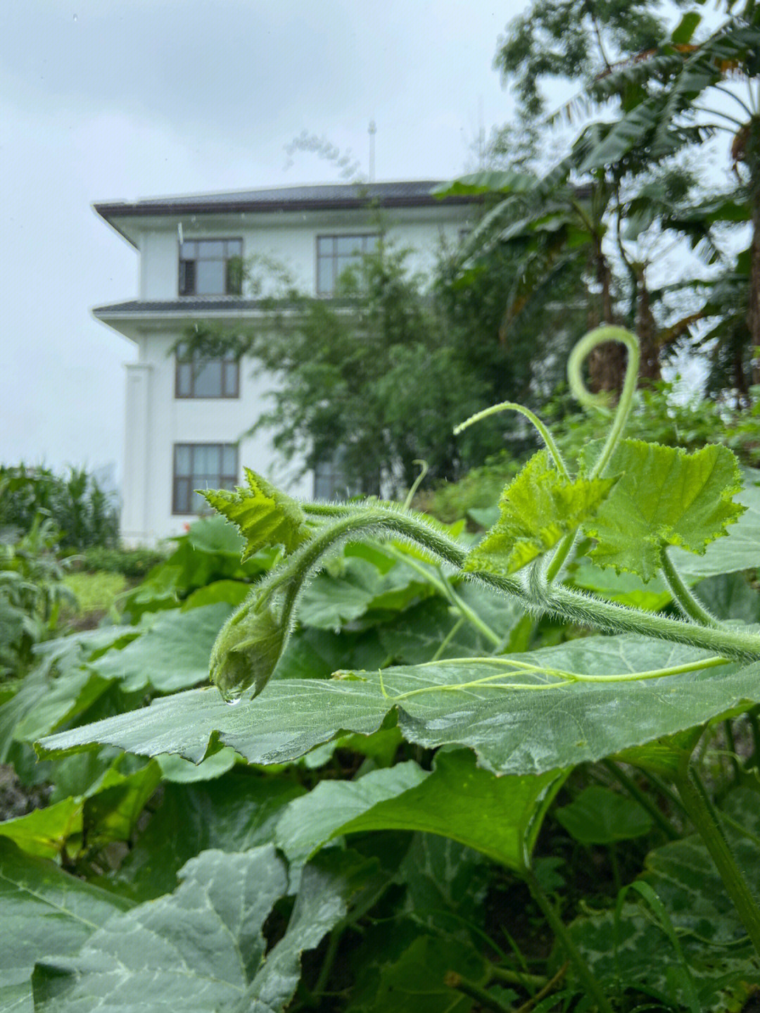 又摘一把带着雨水和泥土的南瓜苗