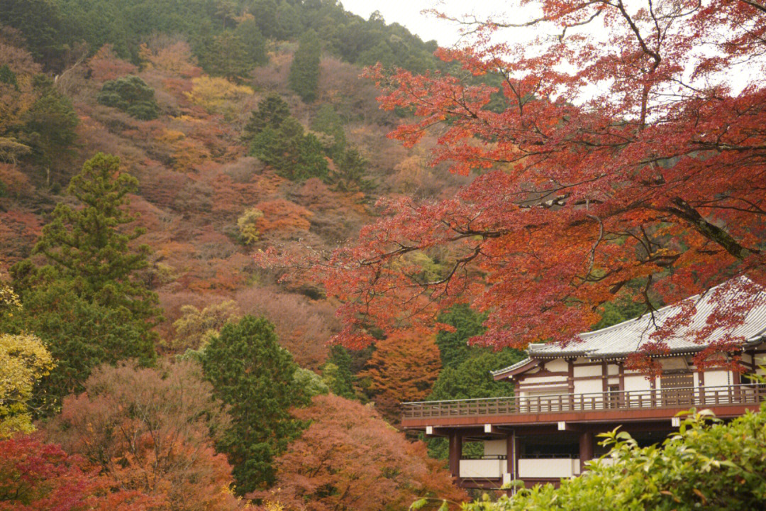 西山观音灵场与名水之处桂昌院清修所在photoed in 2021#京都