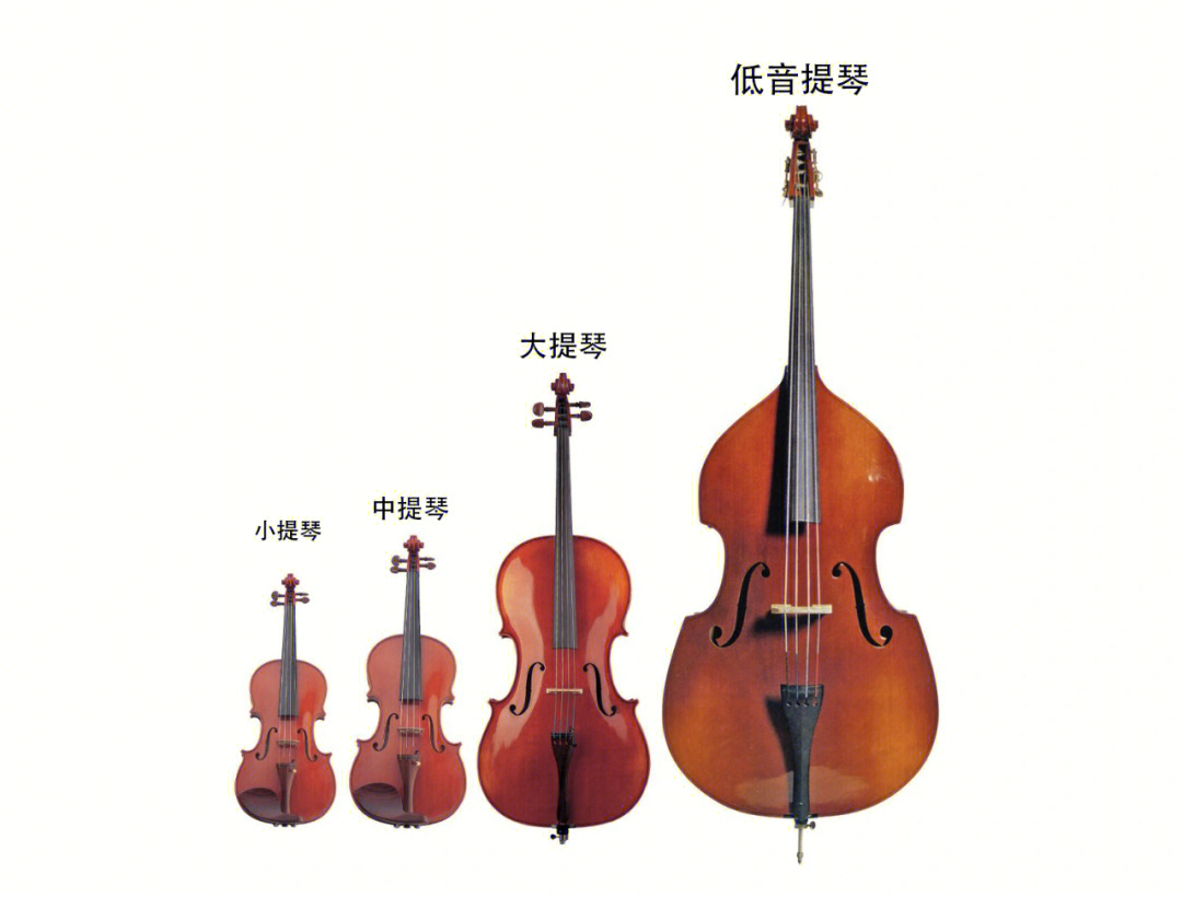中提琴和洋葱的区别在于中提琴被切断是没人会哭