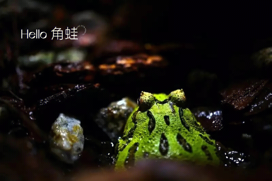 ornata)而最昂贵的就属亚马逊角蛙,又称为霸王角蛙
