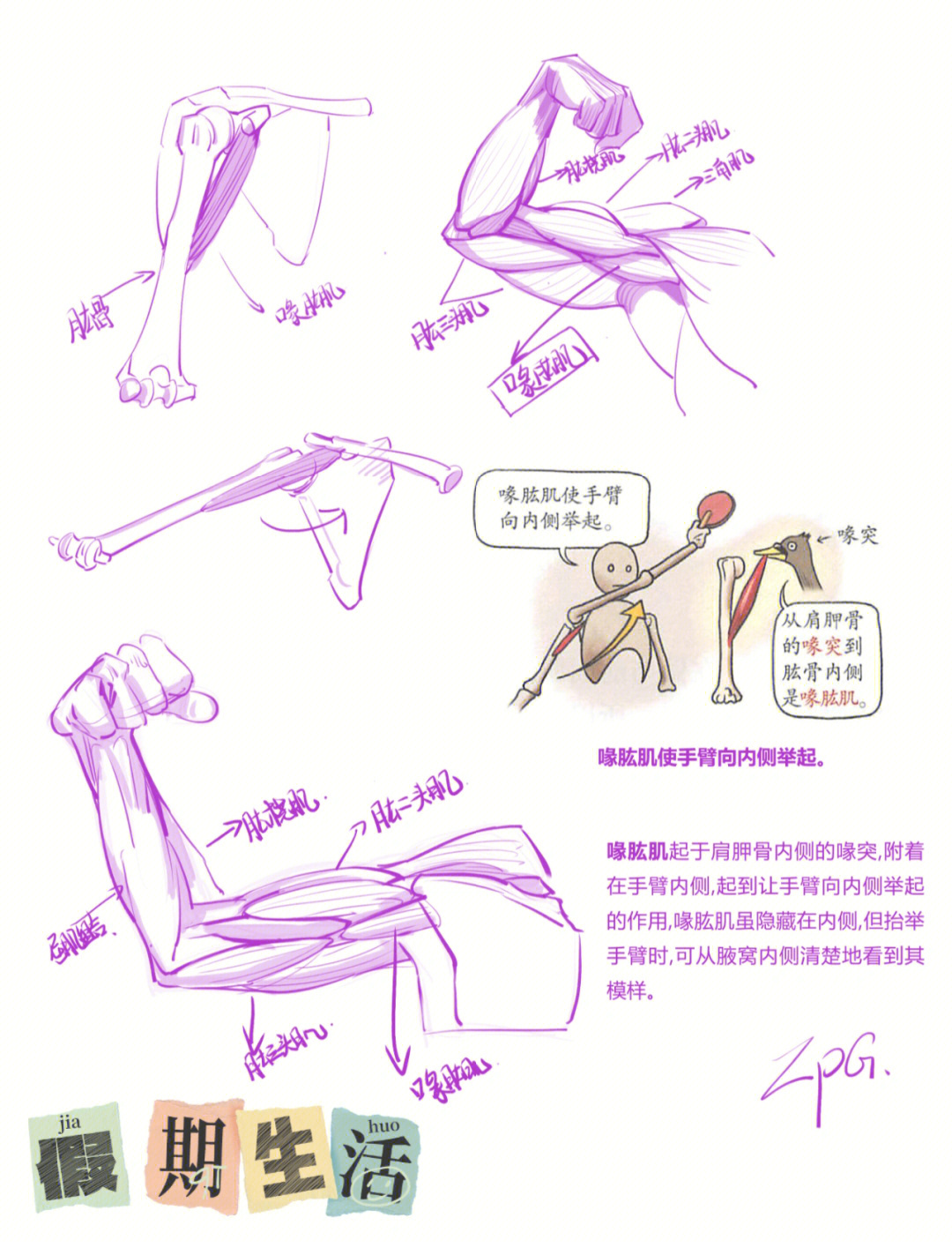 人体结构手臂肌肉解剖喙肱肌1010000