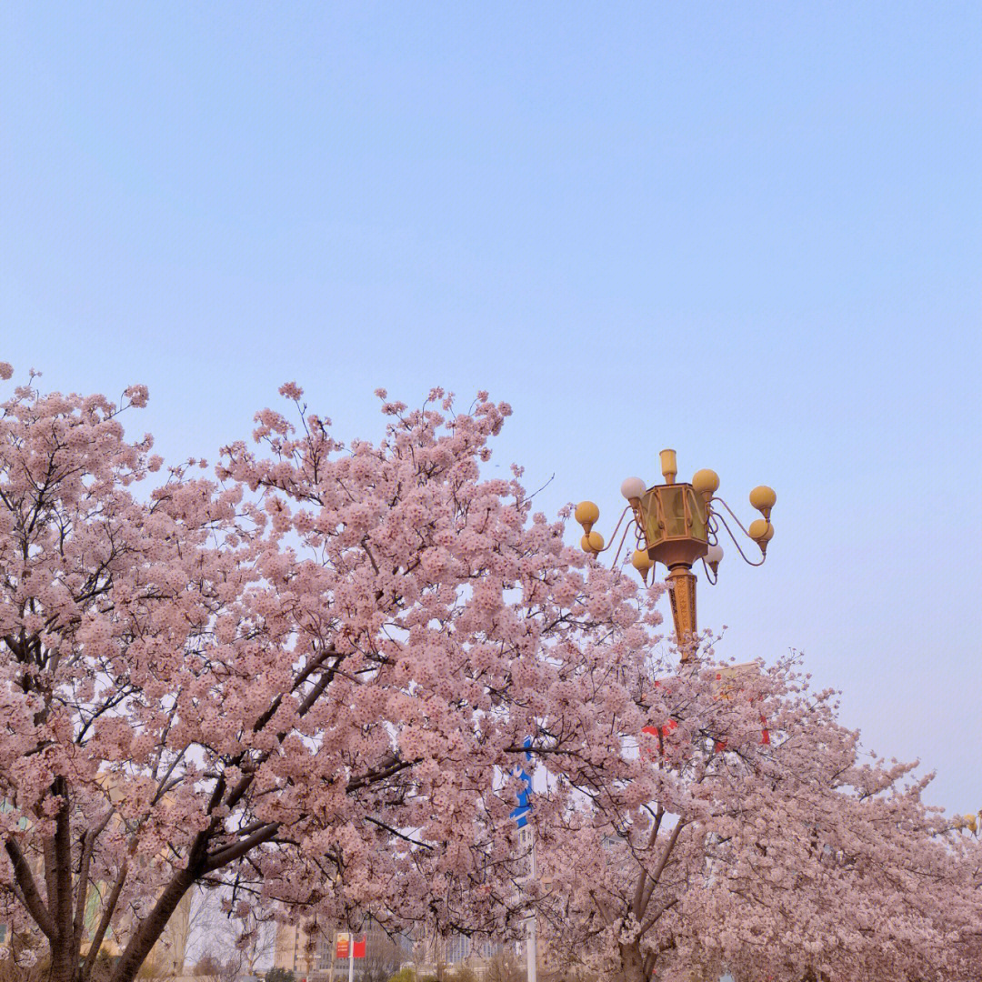 潍坊市政府的樱花