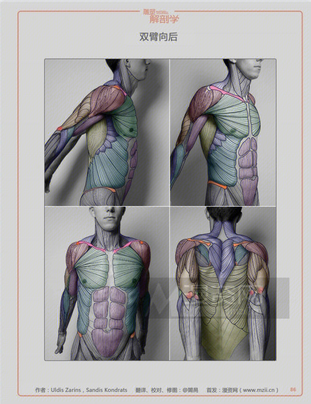 肩胛骨正反面绘画图片