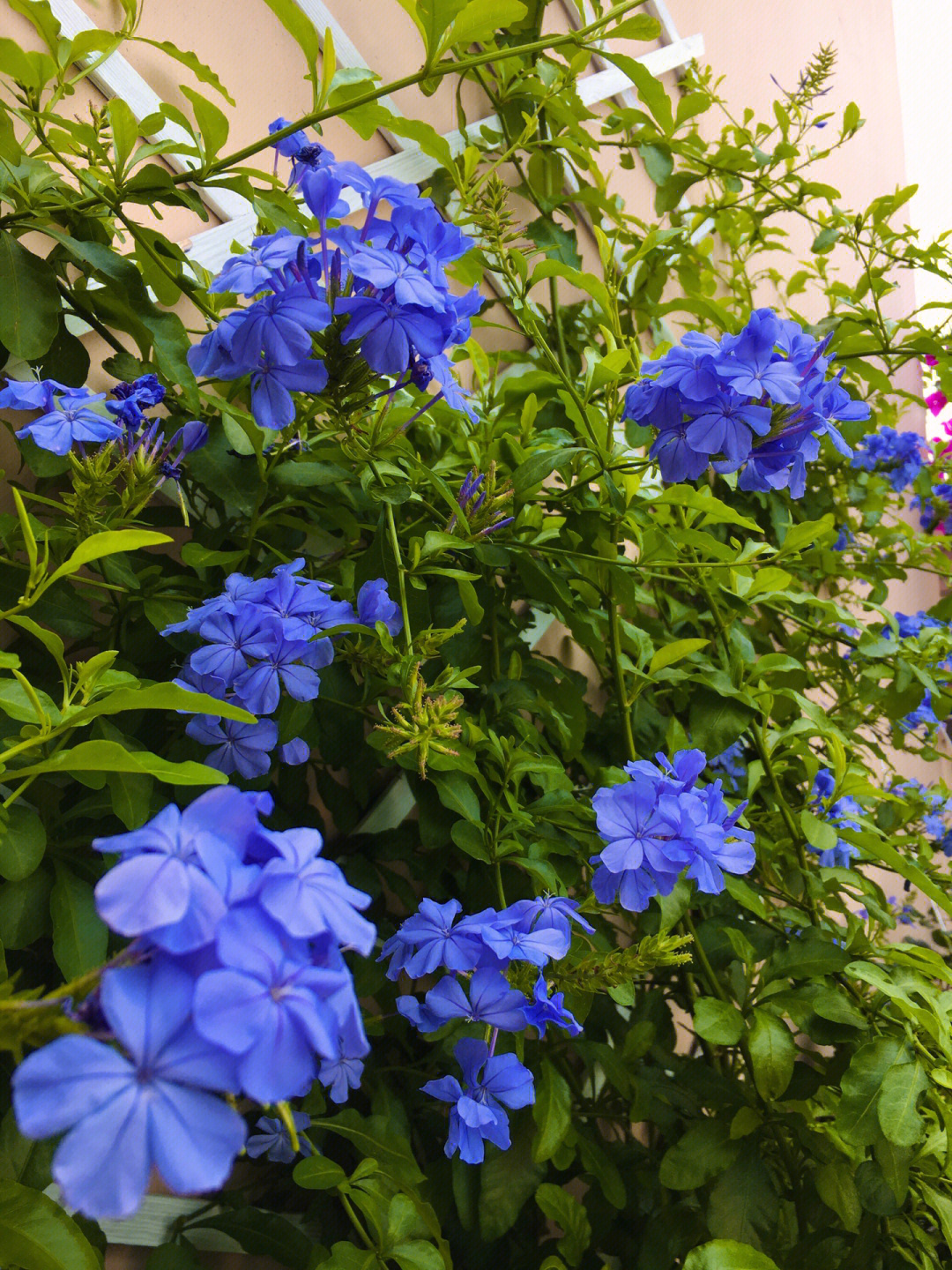 蓝色阴雨月季花柱图片