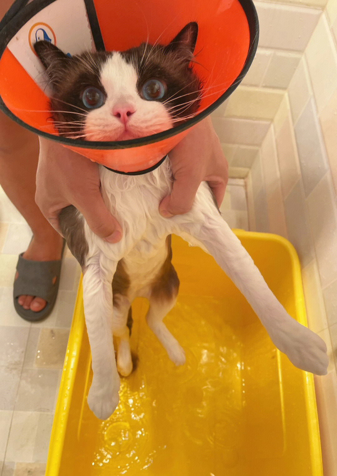 洗澡时超温顺的布偶猫