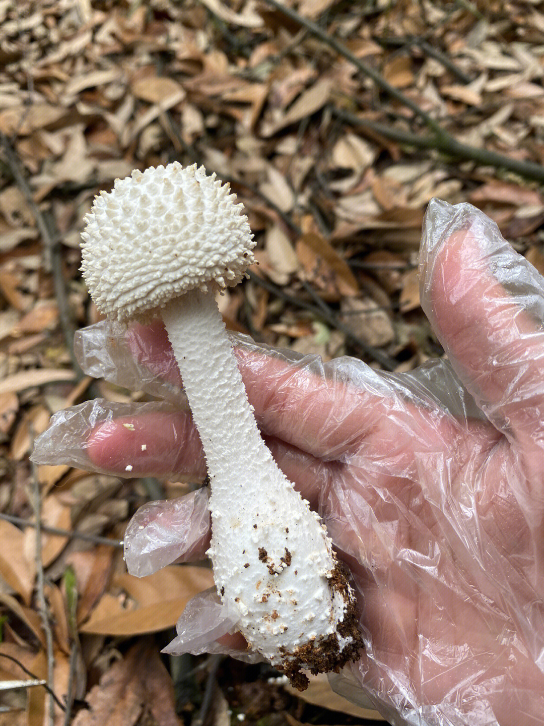 黄蜡鹅膏菌图片