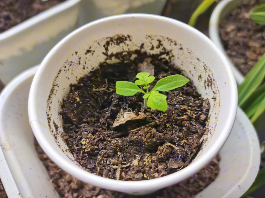 2022年2月14日催芽了三颗番茄种子,顺利发芽两颗,移到纸杯继续生长
