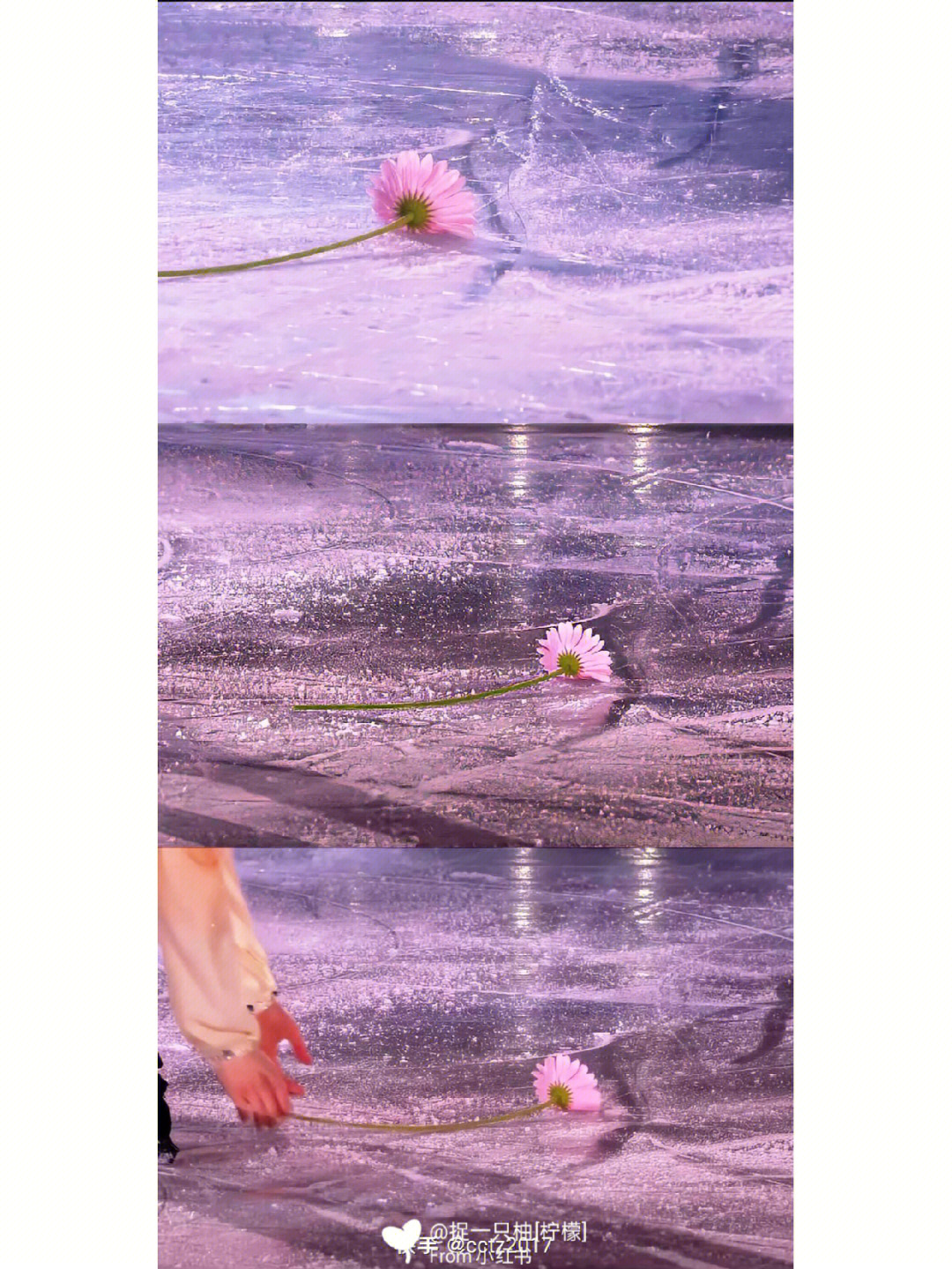 羽生结弦紫色玫瑰精灵图片
