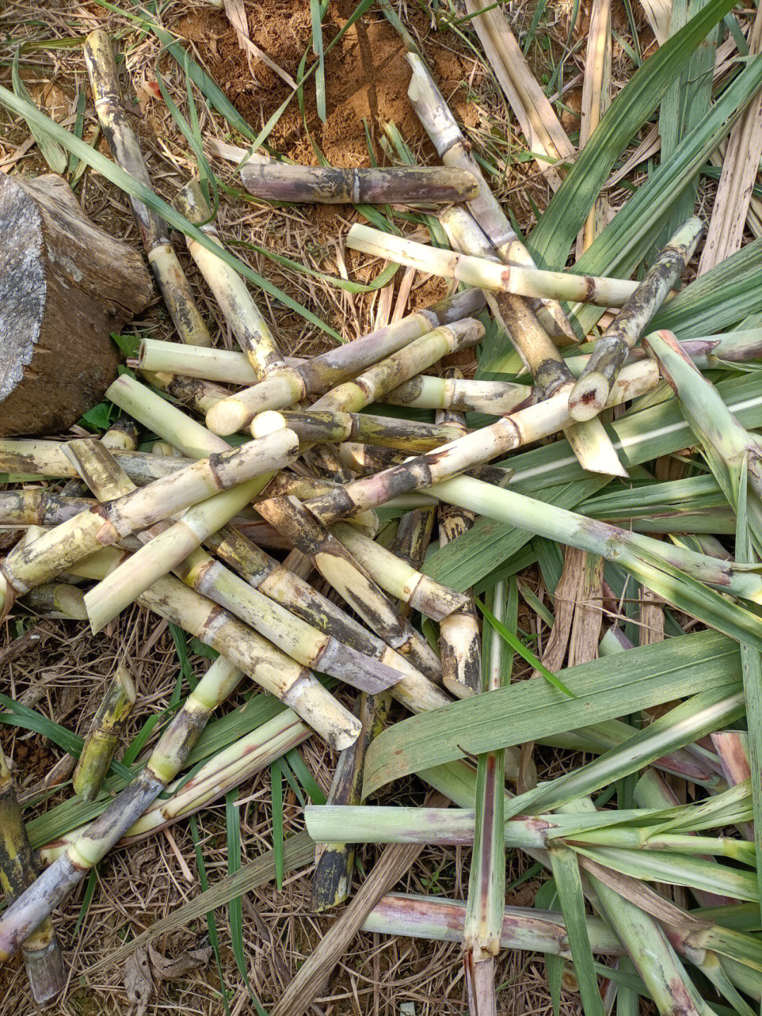 甘蔗种植过程图片图片