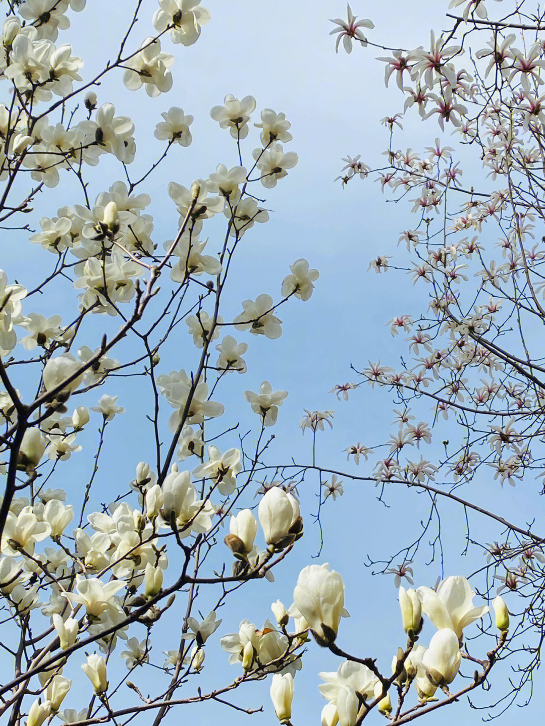 写玉兰花的样子图片