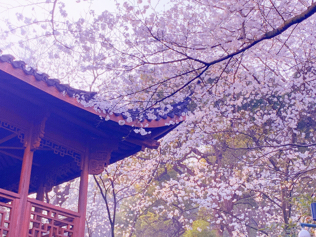 杭州赏花指南樱花烂漫玛瑙寺