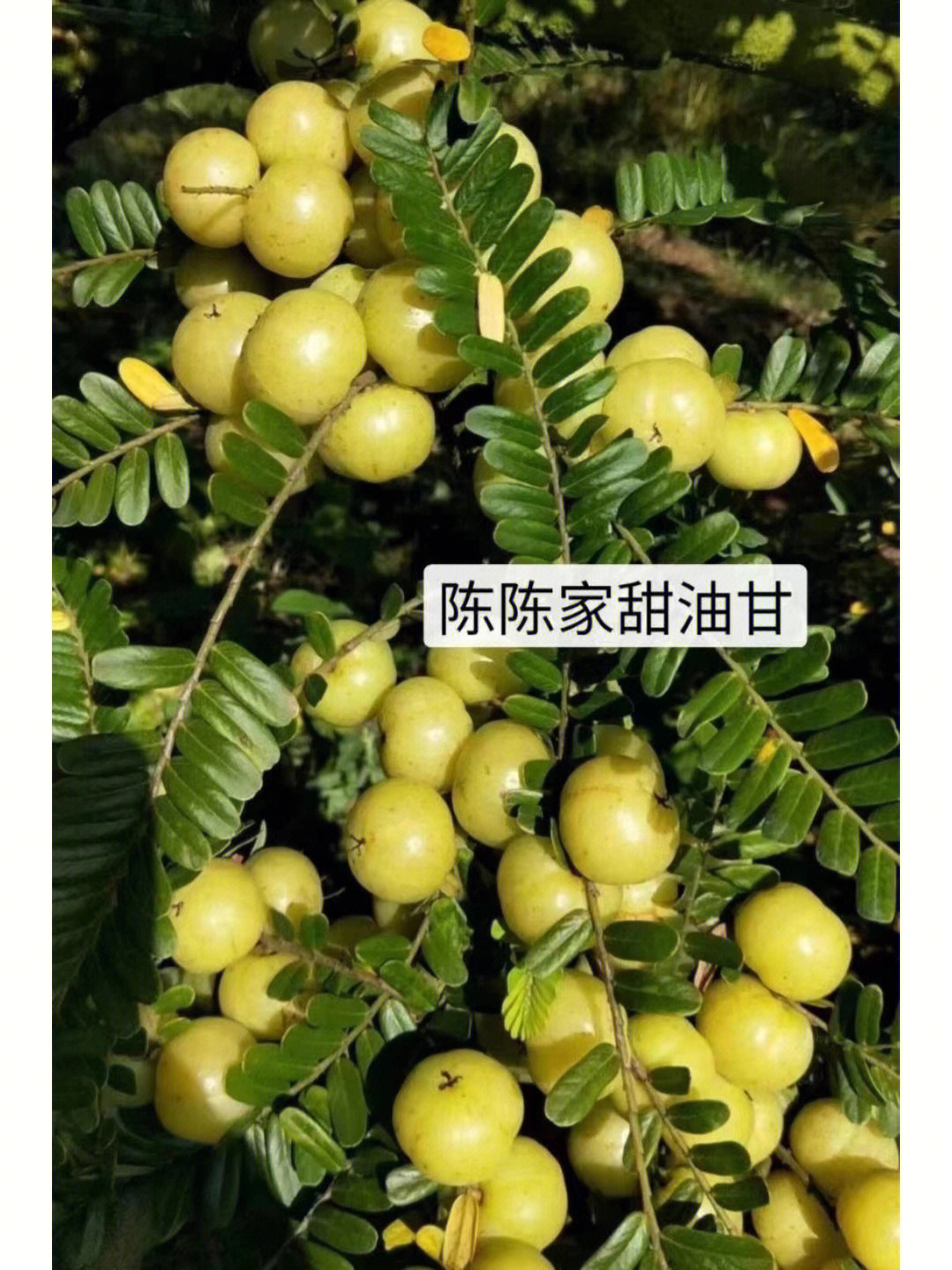 油柑子的功效与作用图片