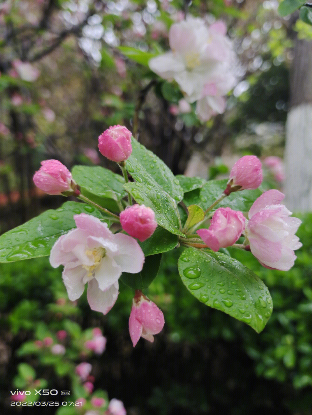 雨中海棠