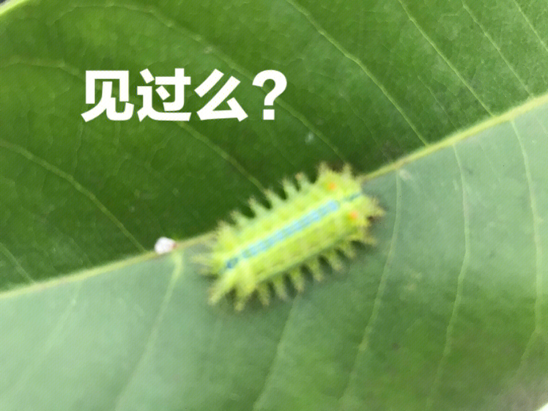 黄角兰长白色絮状虫图片