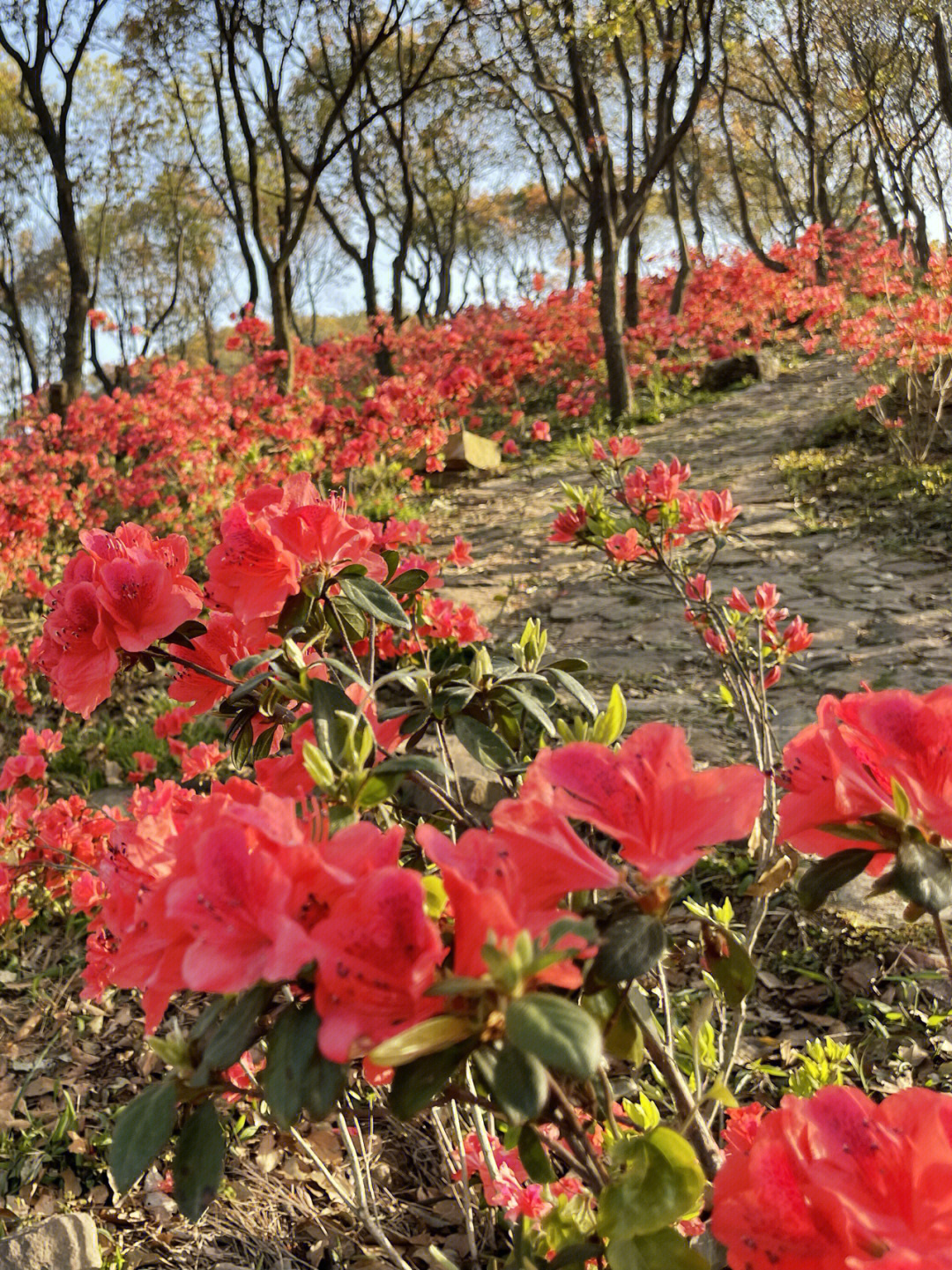 朵朵花儿如红色玛瑙,迎风玉立,娇艳欲滴,空灵含蓄,如诗如画.