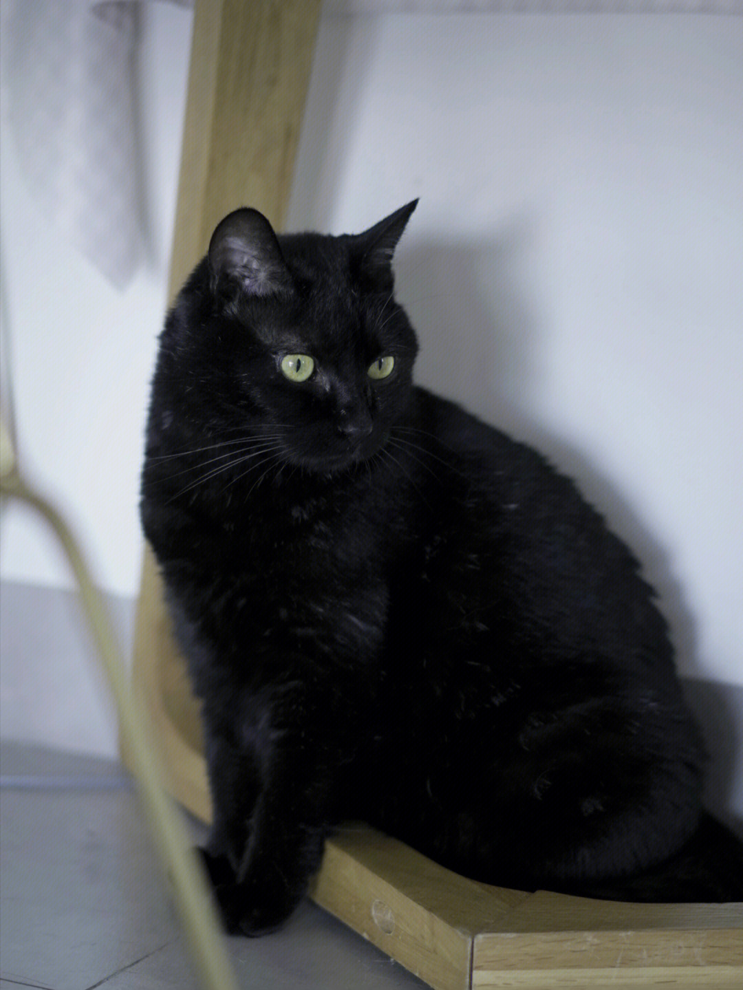 黑猫品种名称及图片图片