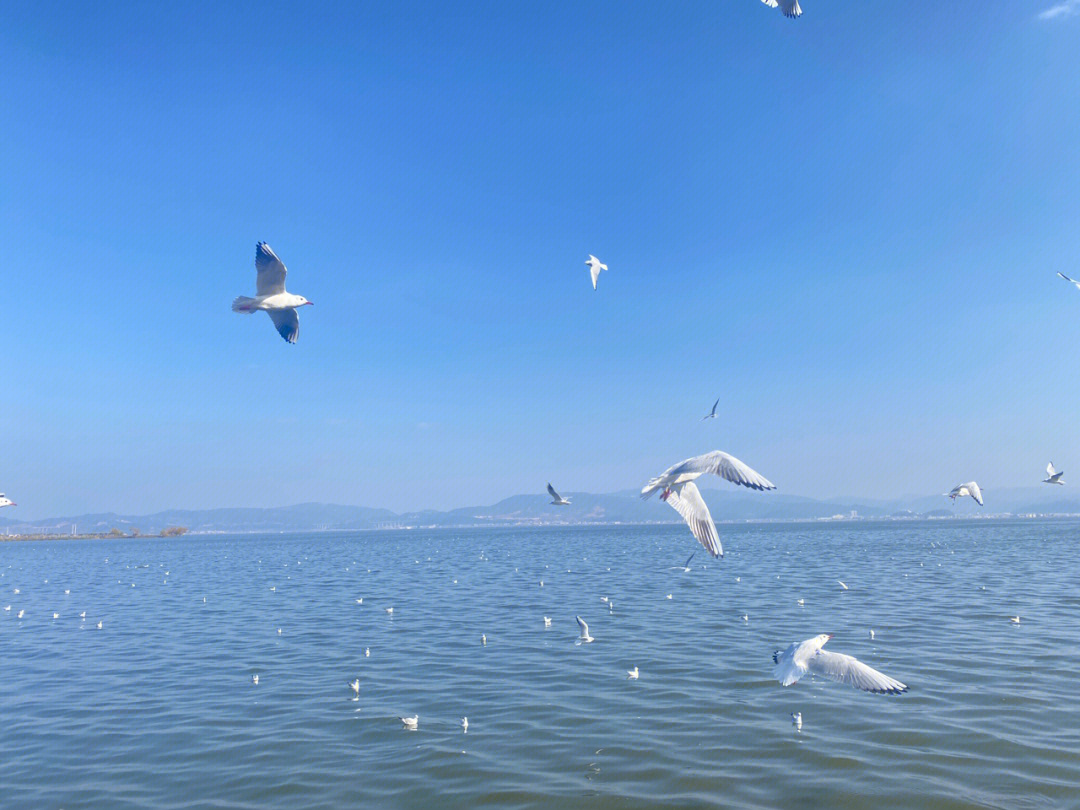 冬天的海鸥