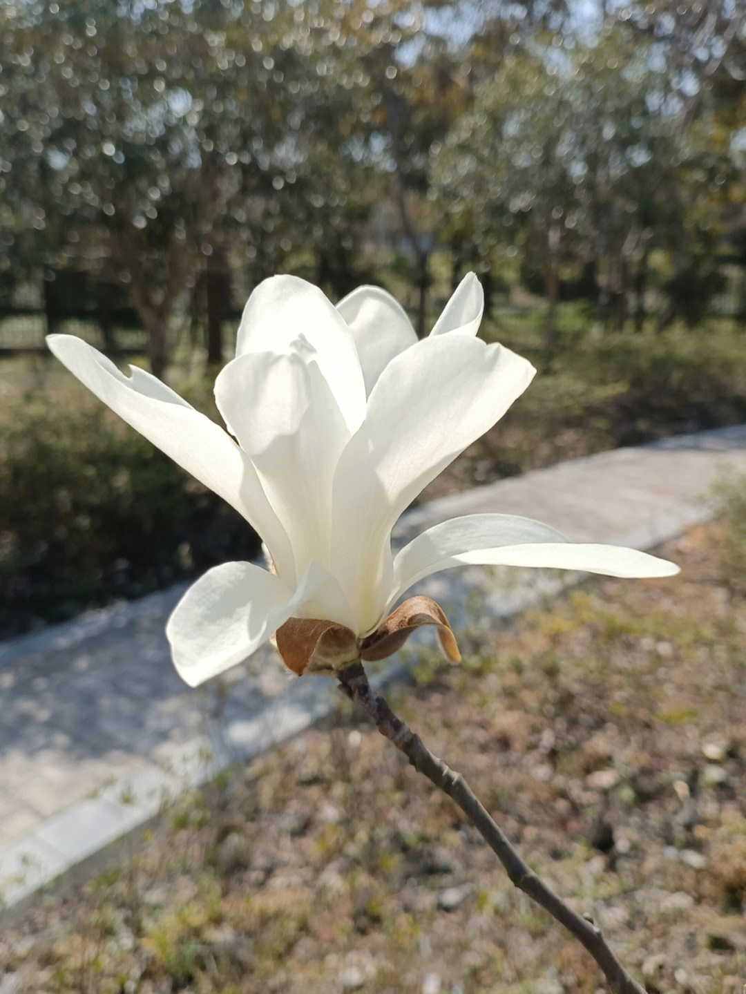 写玉兰花的样子图片