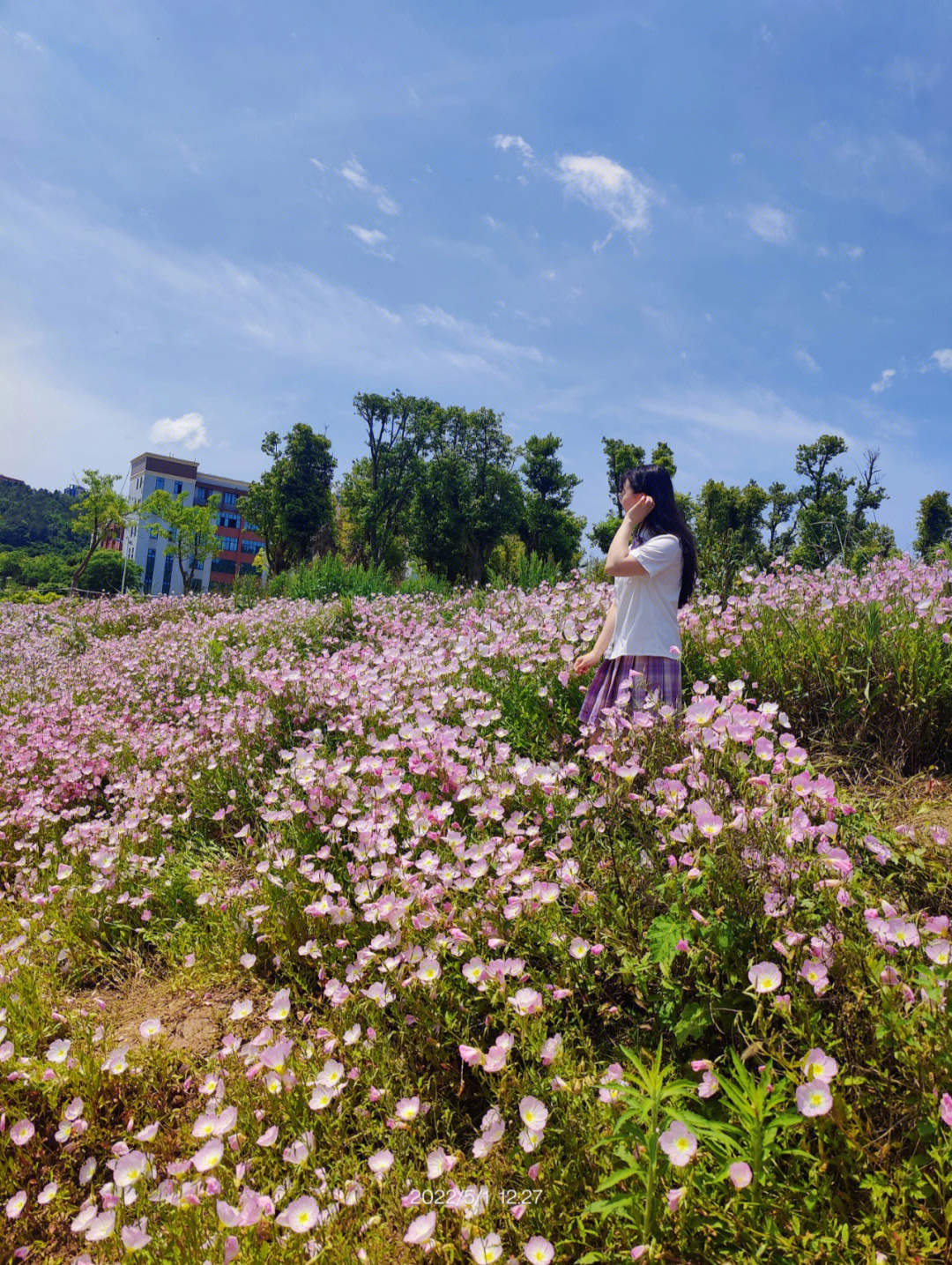 月见草花海