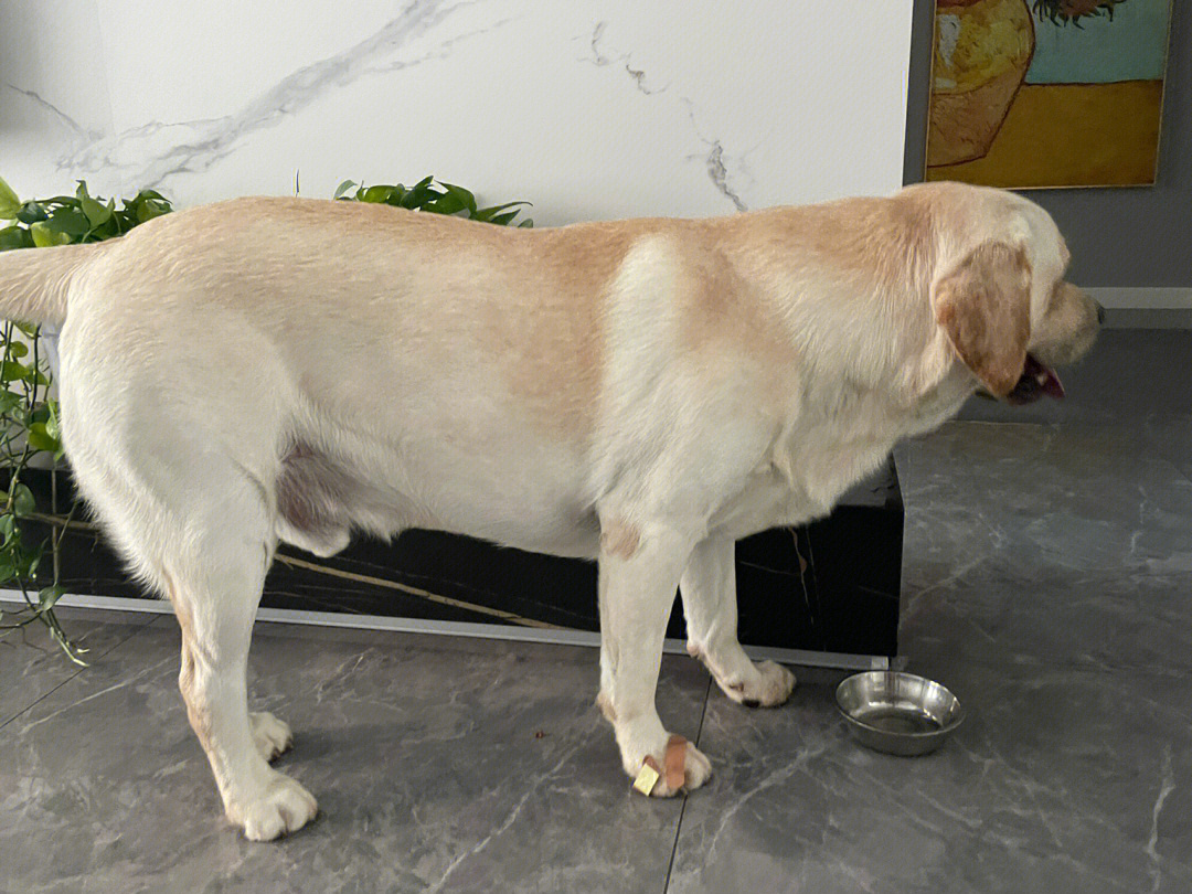 拉布拉多幼犬体重标准图片