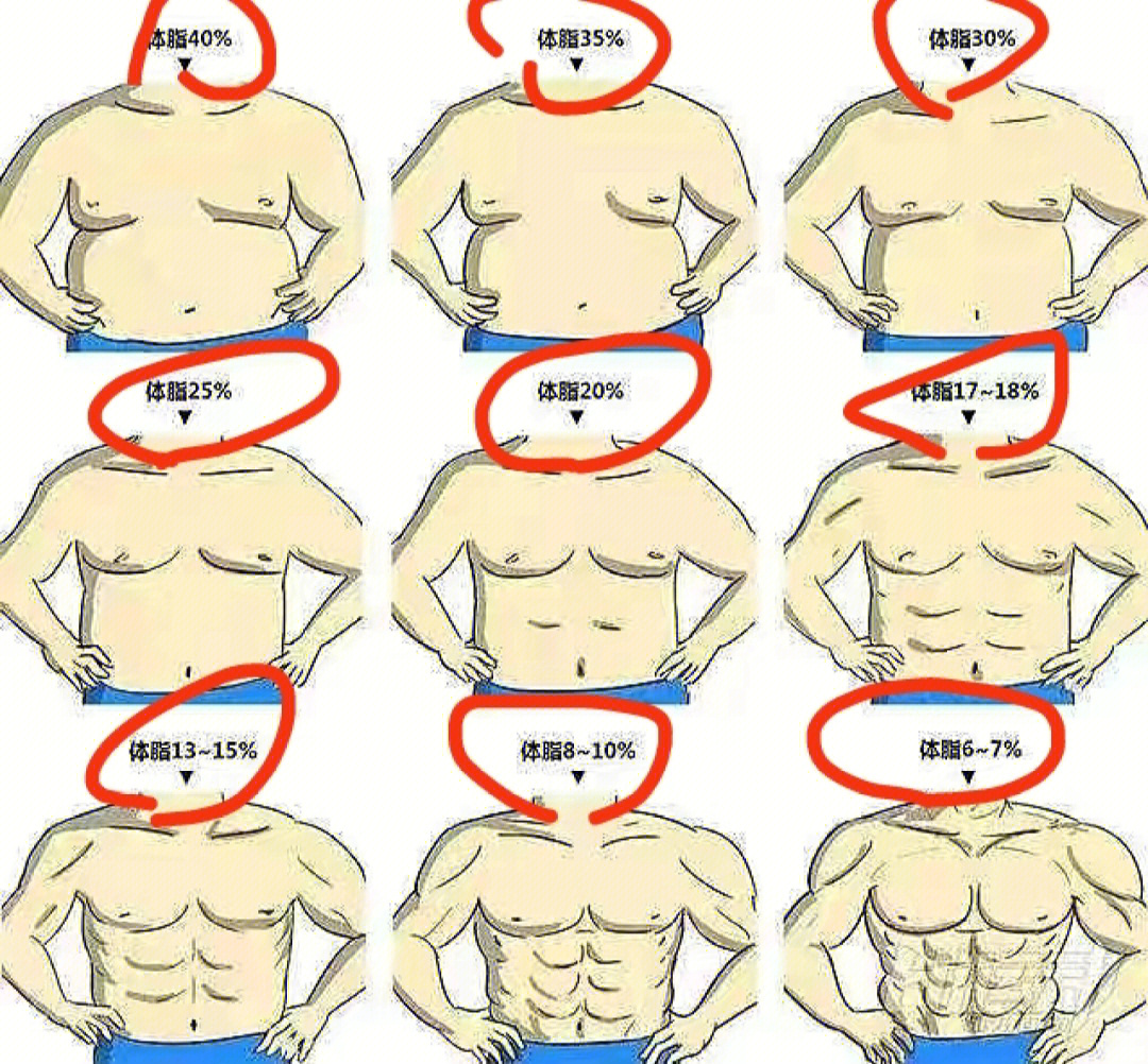 脂肪率对照图图片