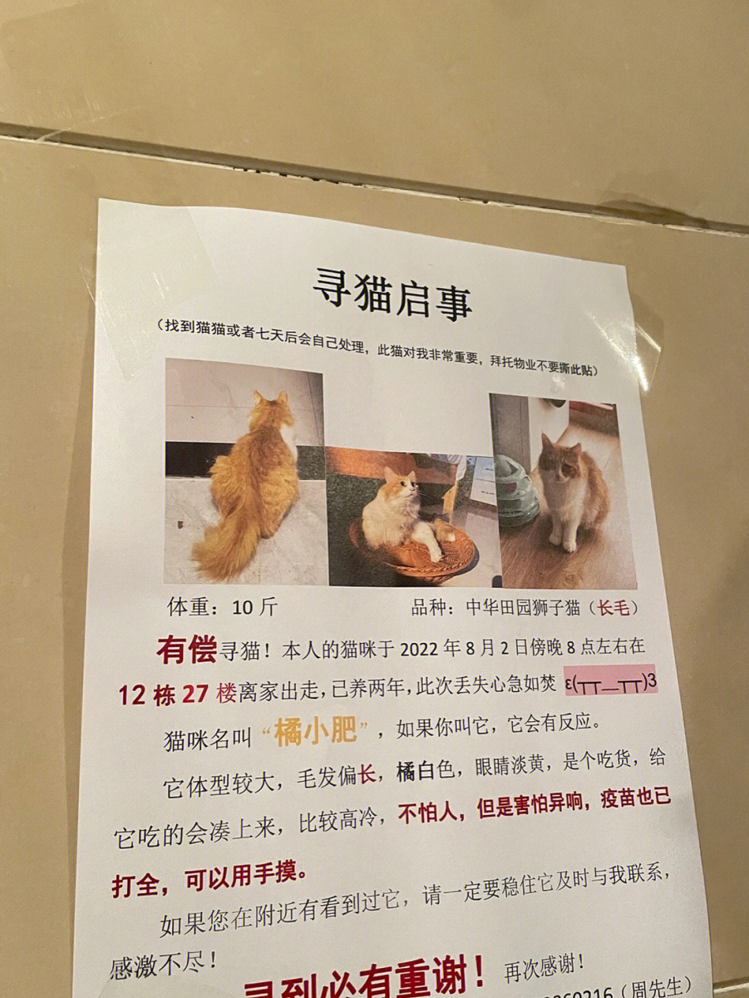 小区内寻猫启示样板图片