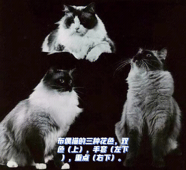 古代猫咪花色叫法图片