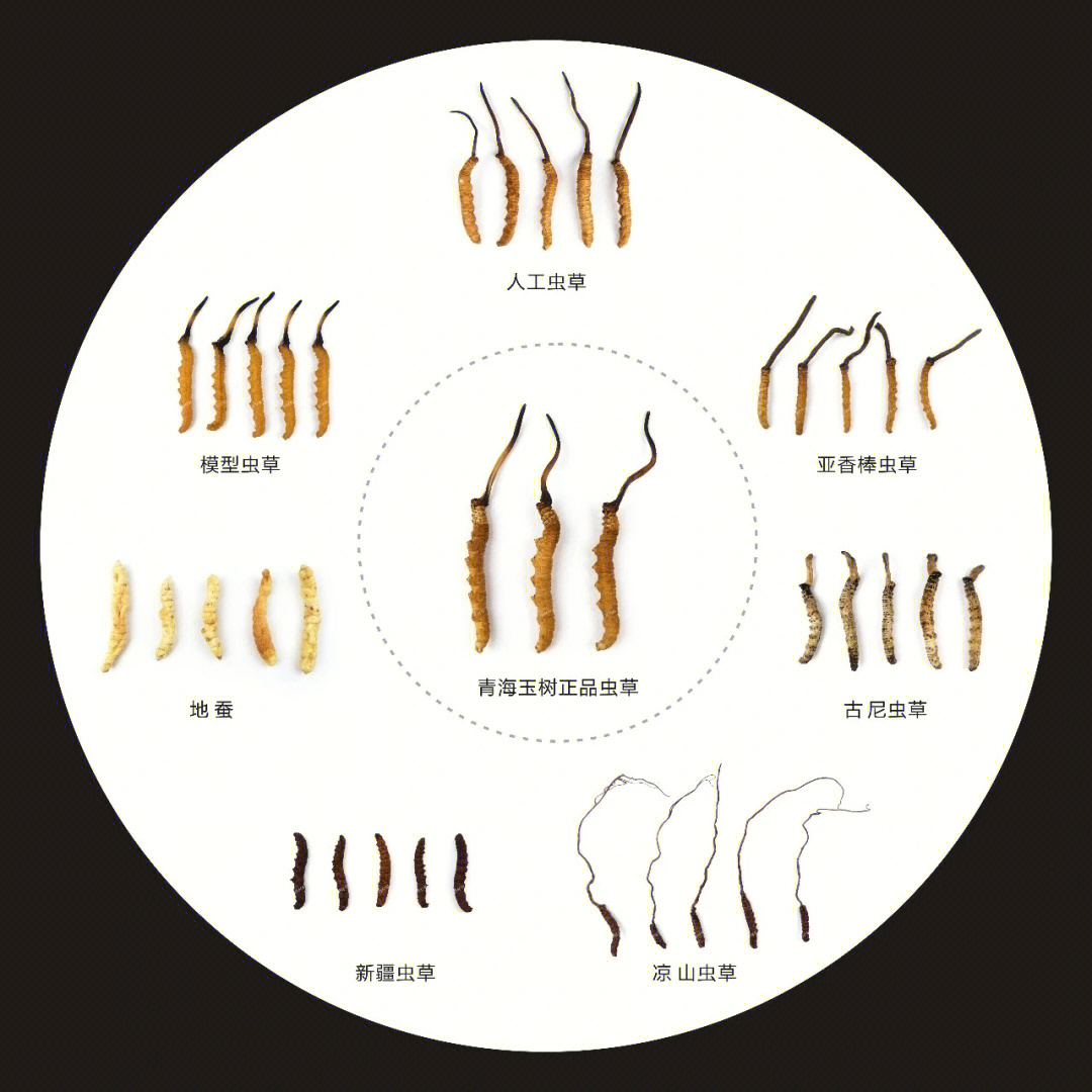 虫草识别真假图文对比图片