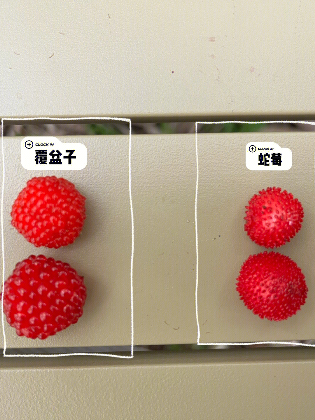 五叶蛇莓与三叶蛇莓图片
