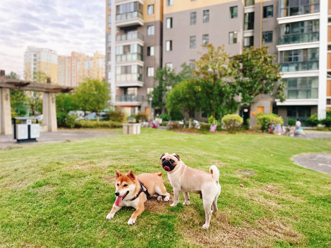 巴哥和柴犬串图片