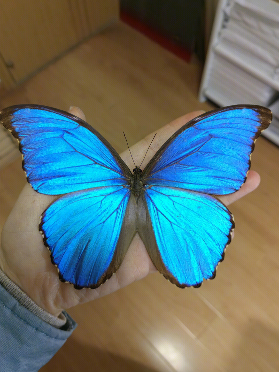 这只蓝闪蝶品相不错,唯一不足就是有下翅有一处小
