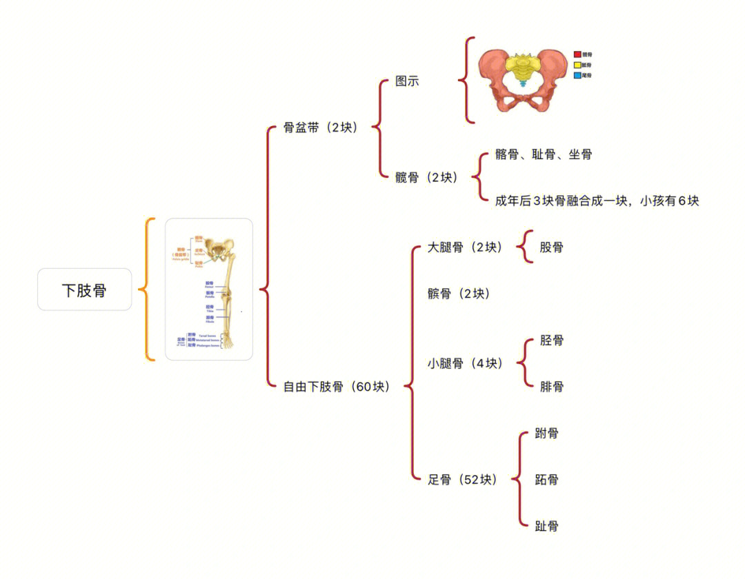 人体206块骨头思维导图图片