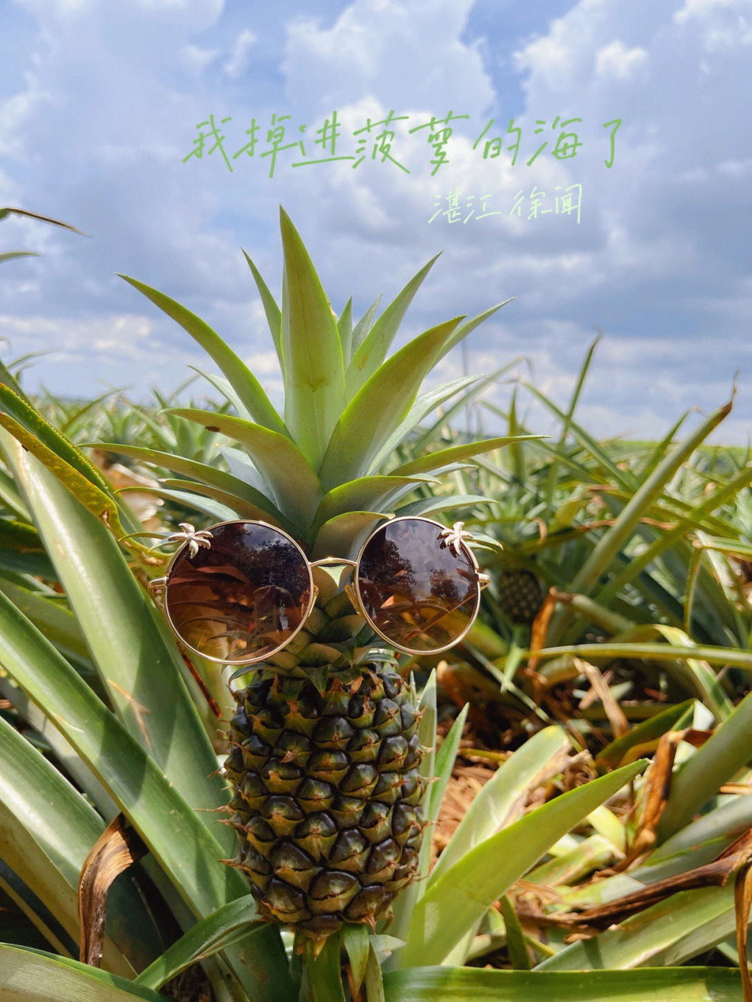 湛江旅游掉进菠萝的海