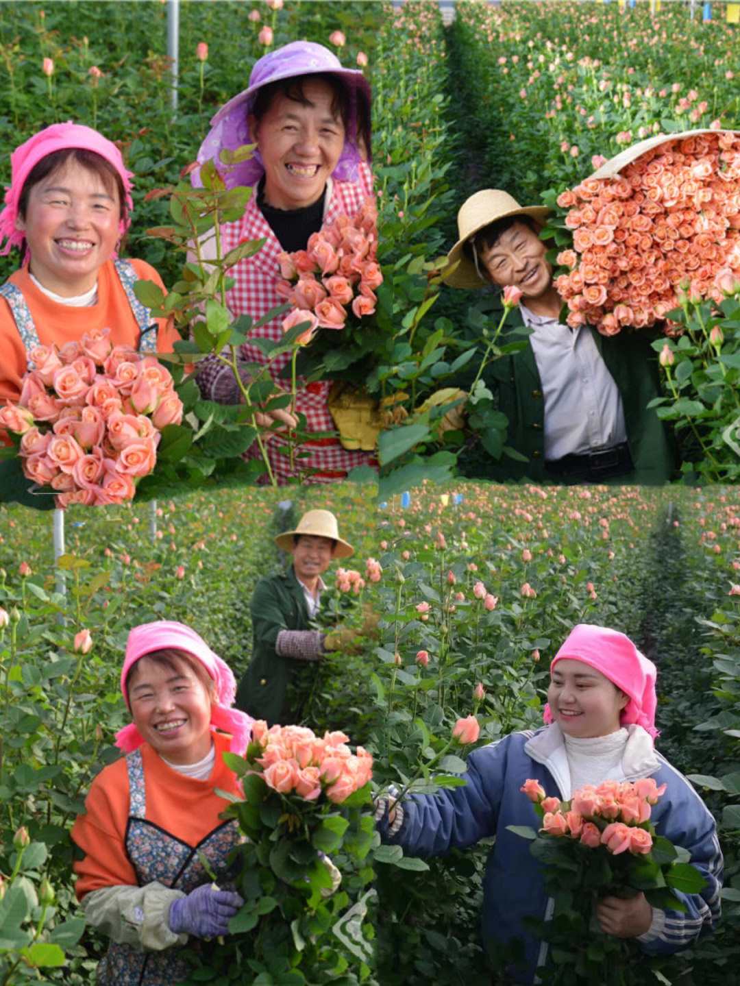 姐姐家的花卉种植基地云南玫瑰无土栽培