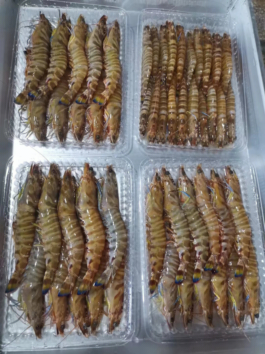 野生九节虾肉质鲜美