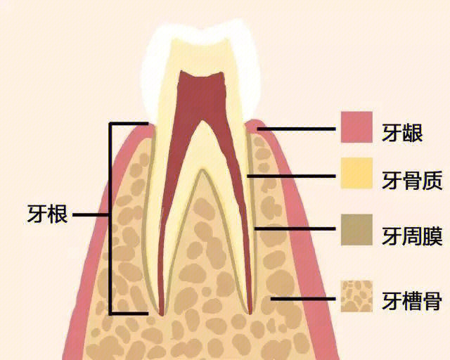牙龈,牙骨质,牙周膜,牙槽骨都属于牙周组织