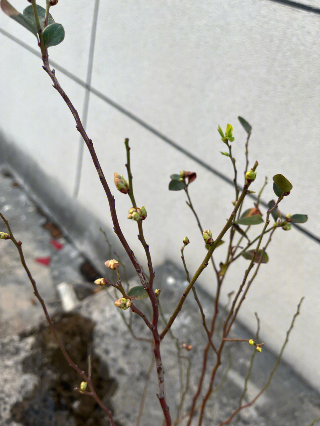 我这蓝莓带花芽来的,这几天天气热,好像有点要开的节奏,还长新芽了