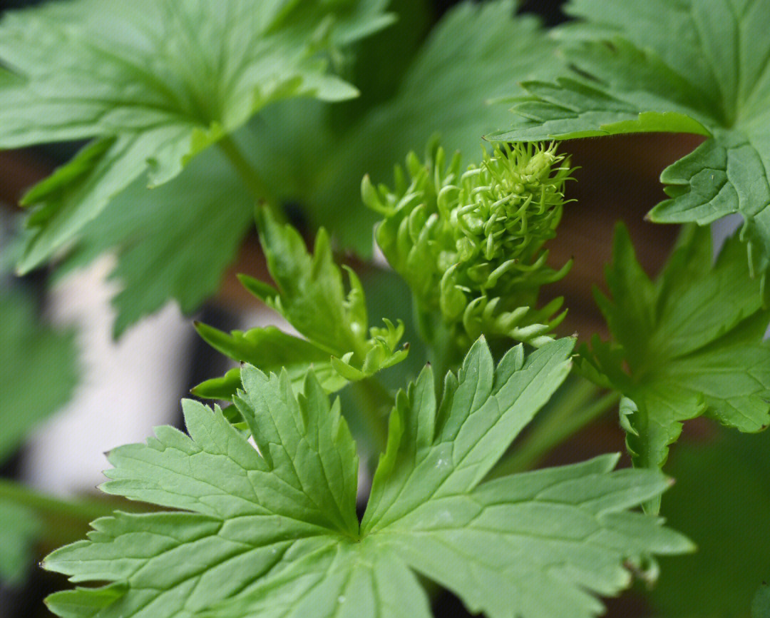 大花飞燕草叶子图片