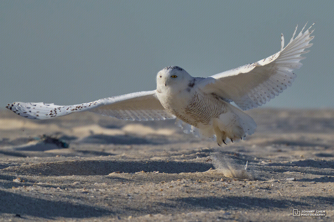 雪鸮北极精灵snowyowl