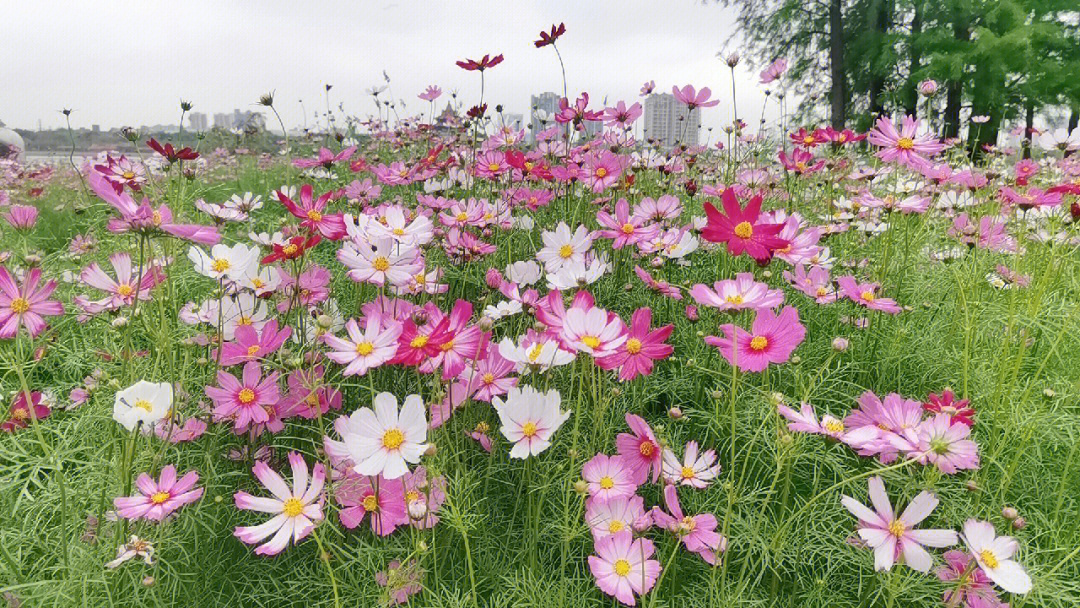 最美波斯菊