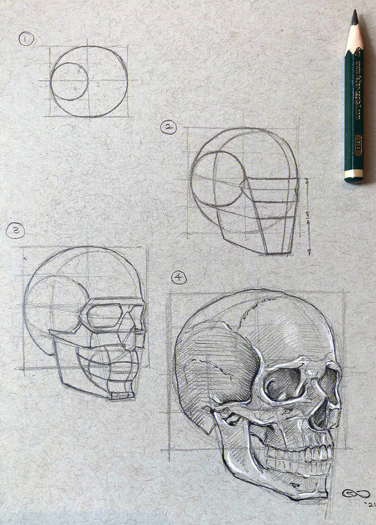 颅骨解剖结构图素描图片
