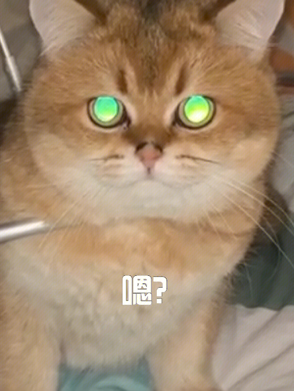 猫咪两眼放光表情包图片