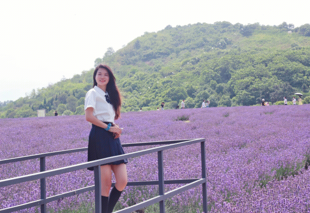 紫色是属于六月的薰衣草