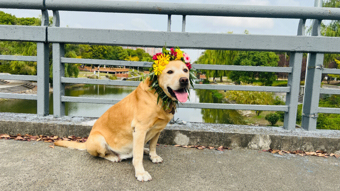 哟西花姑娘表情包图片