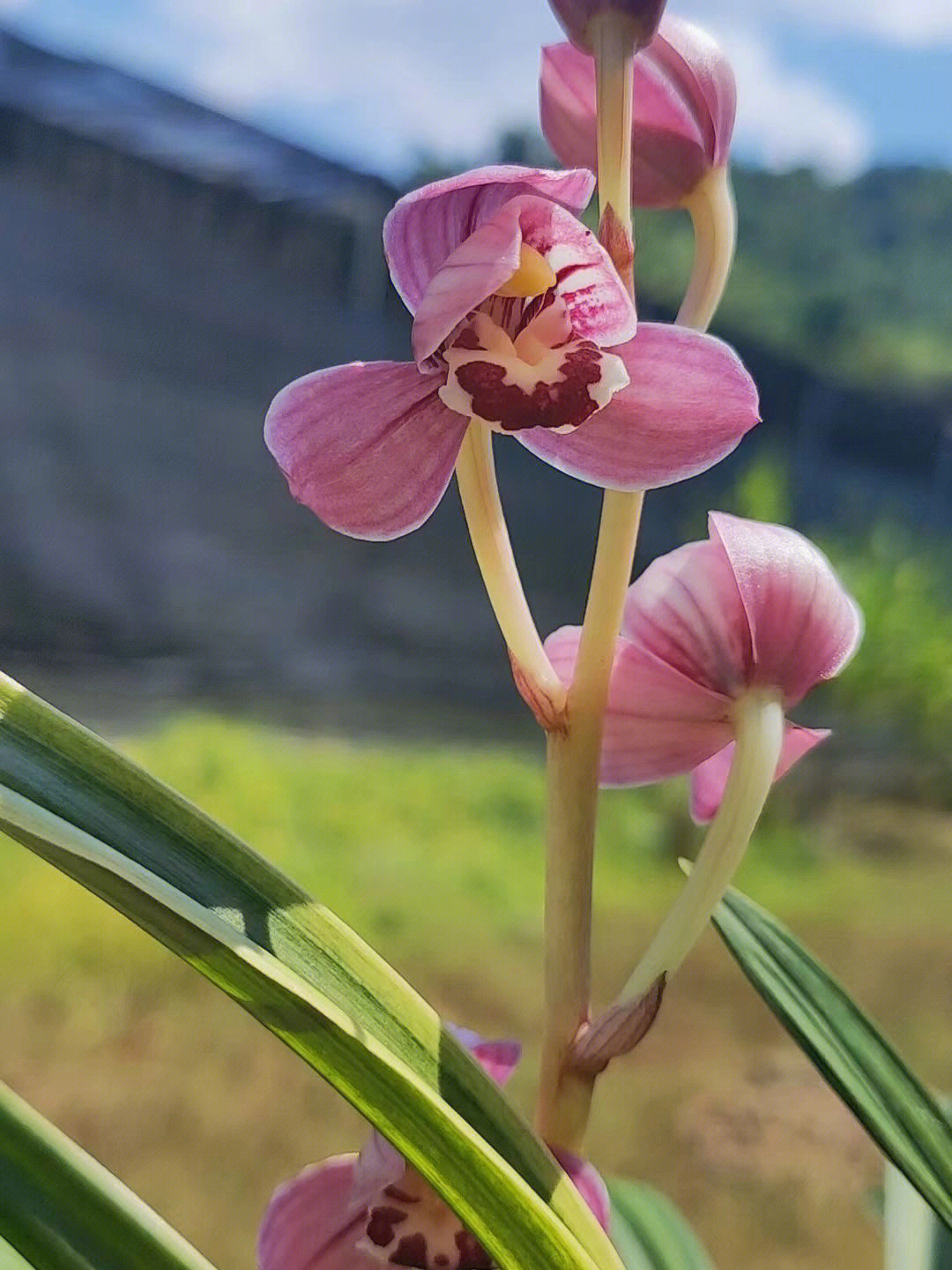 赤金红荷图片