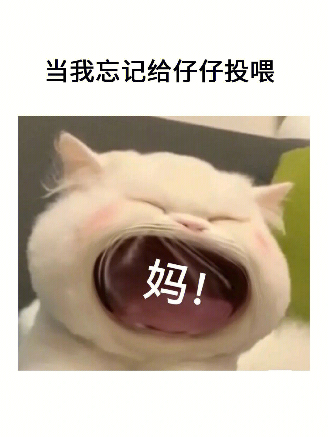 猫猫#猫咪#猫咪日常#喂猫#吸猫#撸猫#猫粮#猫咪表情包