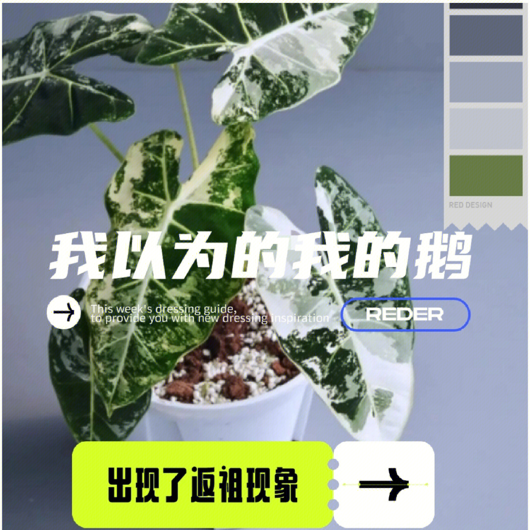 我治好了它的白化病