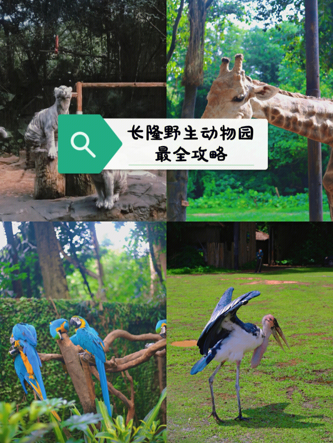 长隆野生动物园玩多久图片